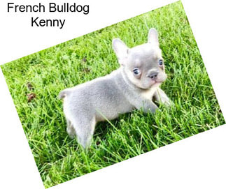 French Bulldog Kenny