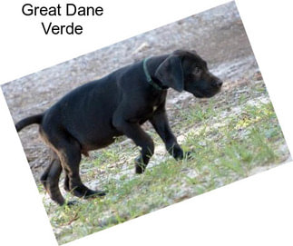 Great Dane Verde