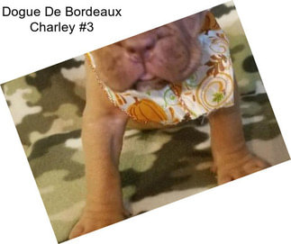 Dogue De Bordeaux Charley #3