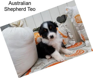 Australian Shepherd Teo