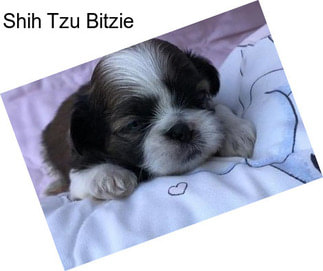 Shih Tzu Bitzie