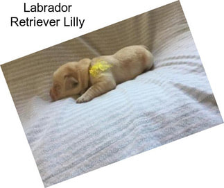 Labrador Retriever Lilly