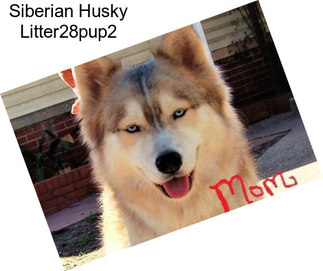 Siberian Husky Litter28pup2