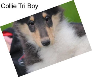 Collie Tri Boy