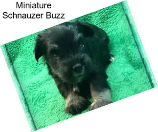 Miniature Schnauzer Buzz