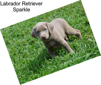 Labrador Retriever Sparkle