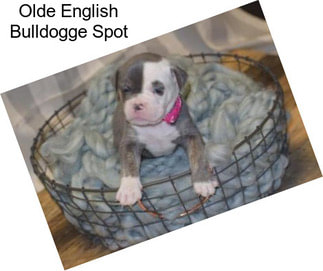 Olde English Bulldogge Spot