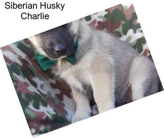 Siberian Husky Charlie