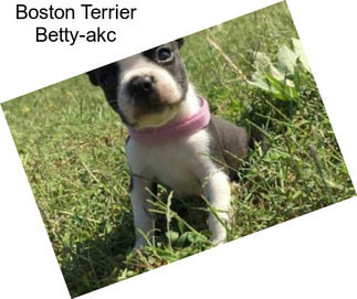 Boston Terrier Betty-akc