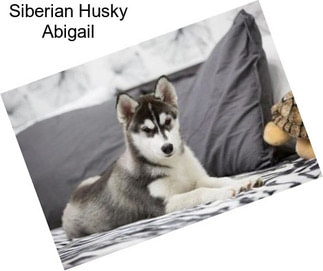 Siberian Husky Abigail