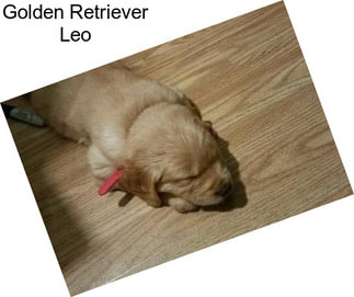 Golden Retriever Leo