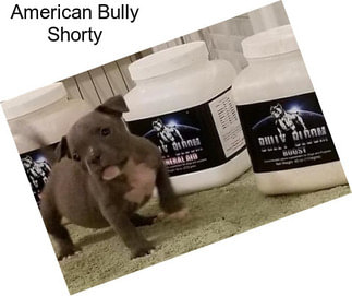 American Bully Shorty