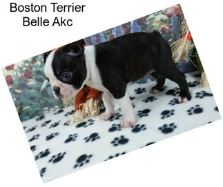 Boston Terrier Belle Akc