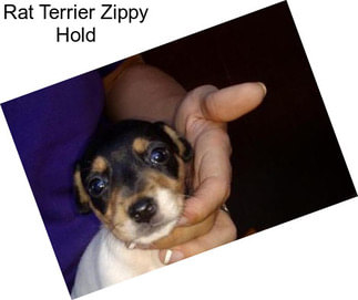 Rat Terrier Zippy Hold
