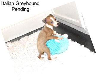 Italian Greyhound Pending