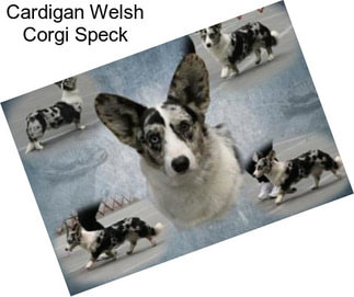 Cardigan Welsh Corgi Speck