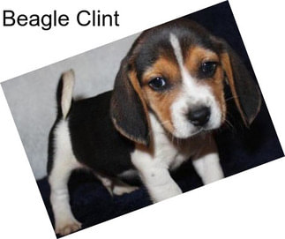 Beagle Clint