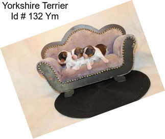 Yorkshire Terrier Id # 132 Ym