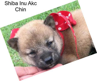 Shiba Inu Akc Chin