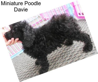 Miniature Poodle Davie