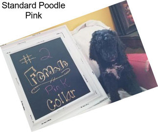 Standard Poodle Pink