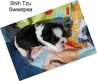 Shih Tzu Sweetpea