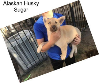 Alaskan Husky Sugar