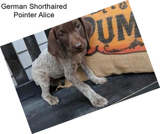 German Shorthaired Pointer Alice