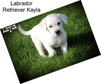 Labrador Retriever Kayla