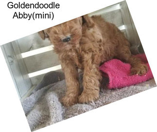 Goldendoodle Abby(mini)