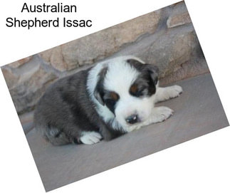 Australian Shepherd Issac