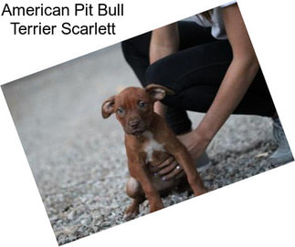 American Pit Bull Terrier Scarlett