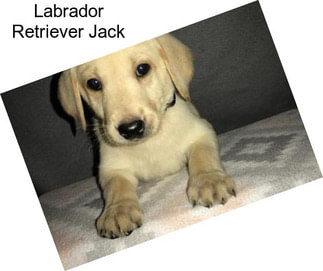 Labrador Retriever Jack