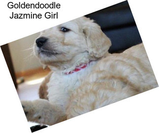 Goldendoodle Jazmine Girl