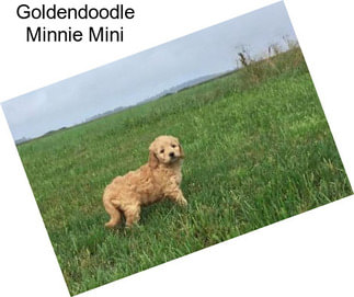 Goldendoodle Minnie Mini