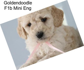 Goldendoodle F1b Mini Eng