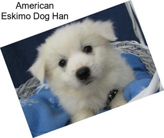 American Eskimo Dog Han