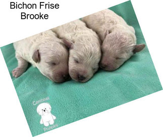 Bichon Frise Brooke