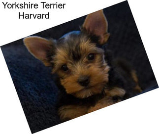 Yorkshire Terrier Harvard