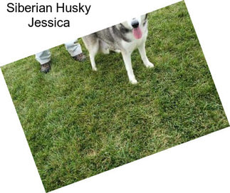Siberian Husky Jessica