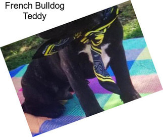 French Bulldog Teddy