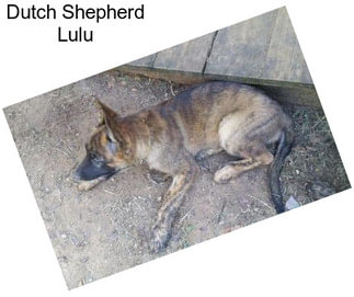 Dutch Shepherd Lulu