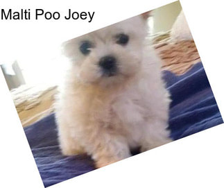 Malti Poo Joey