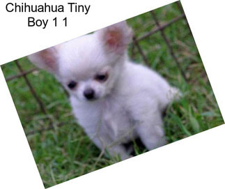 Chihuahua Tiny Boy 1 1