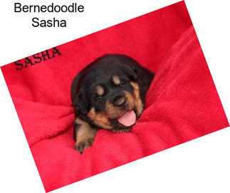 Bernedoodle Sasha