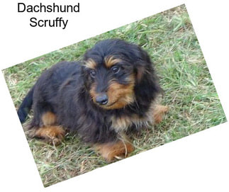 Dachshund Scruffy