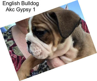 English Bulldog Akc Gypsy 1
