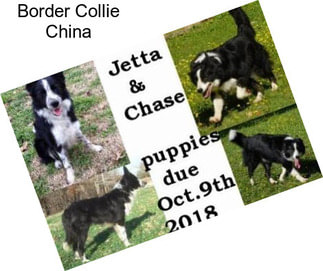 Border Collie China