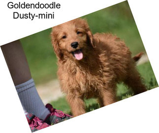 Goldendoodle Dusty-mini