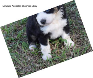 Miniature Australian Shepherd Libby